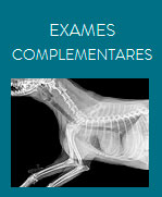 Vet Estrelar Imagem Exames Complementares