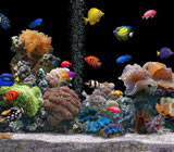 aquario-no-Jardim Bonfiglioli