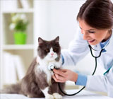 Hospitais Veterinários no Jardim Bonfiglioli